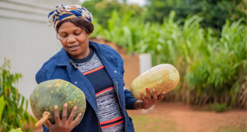 African agripreneur comparing harvested produce